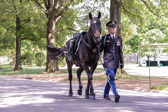 'The Riderless Horse'           One of the oldest and most evocative of military traditions in a full honor funeral is that of the riderless, caparisoned horse. The horse is led behind the caisson wearing an empty saddle with the rider’s boots reversed in the stirrups, indicating the warrior will never ride again.
